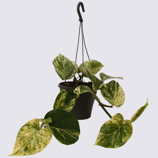 marble pothos nz MARBLE QUEEN PLANT