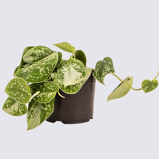 philodendron silvery ann SILVERY ANN PLANT